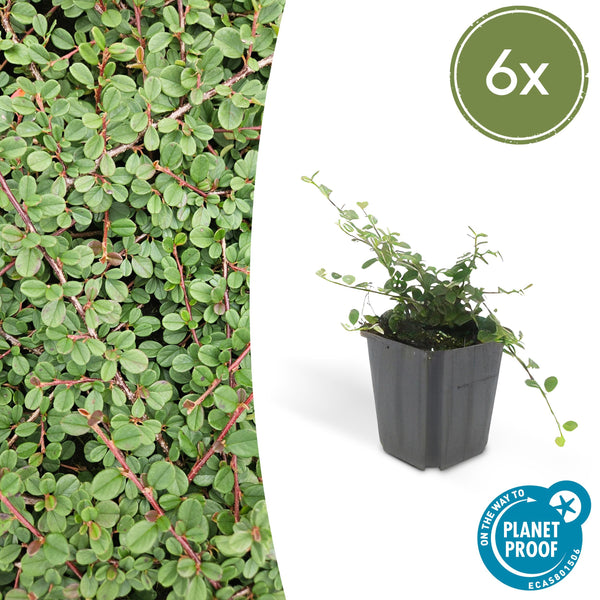 Cotoneaster procumbens 'Teppich - Zwergmispel' - ↕10 - 25cm - Ø9cm - Flora - Silva