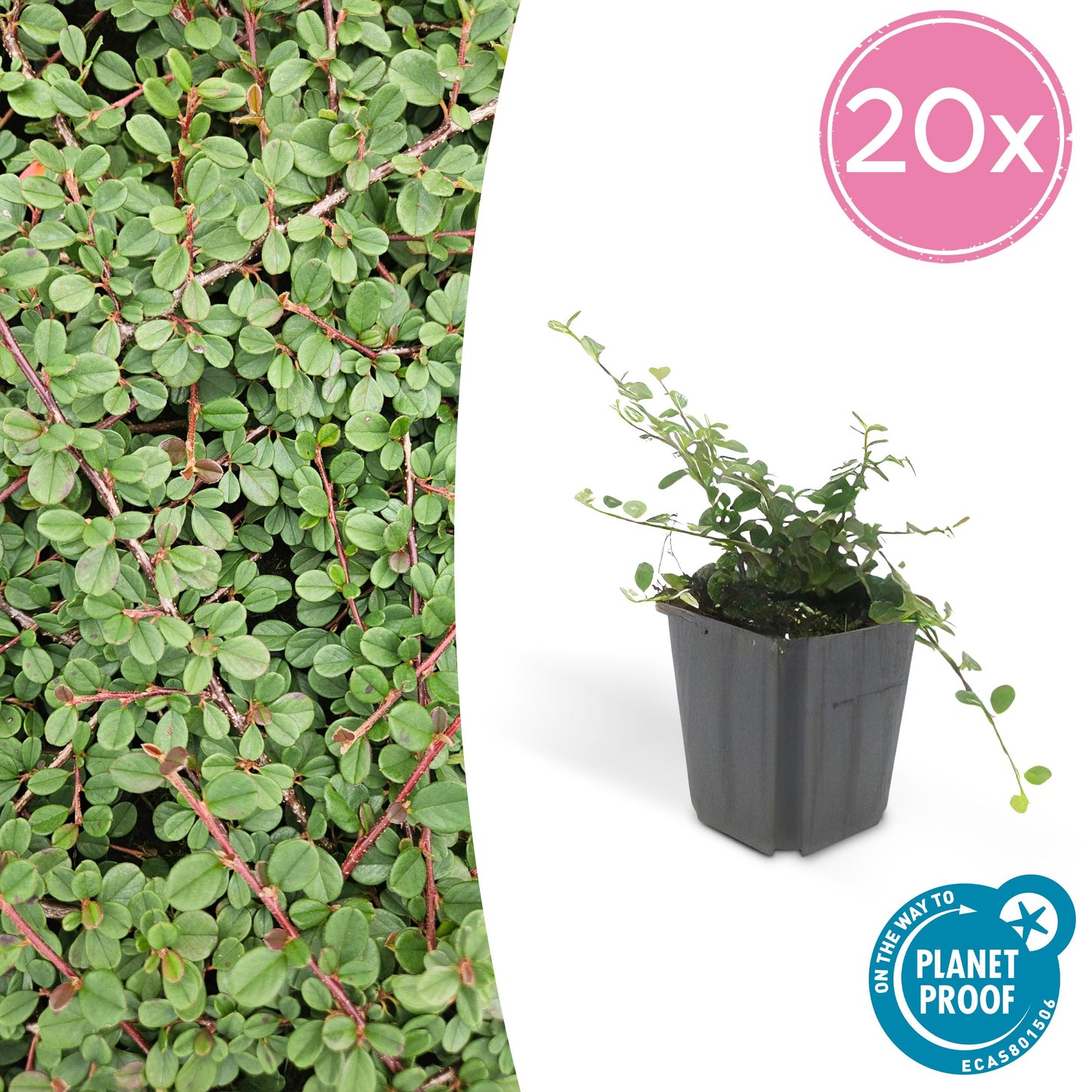 Cotoneaster procumbens 'Teppich - Zwergmispel' - ↕10 - 25cm - Ø9cm - Flora - Silva