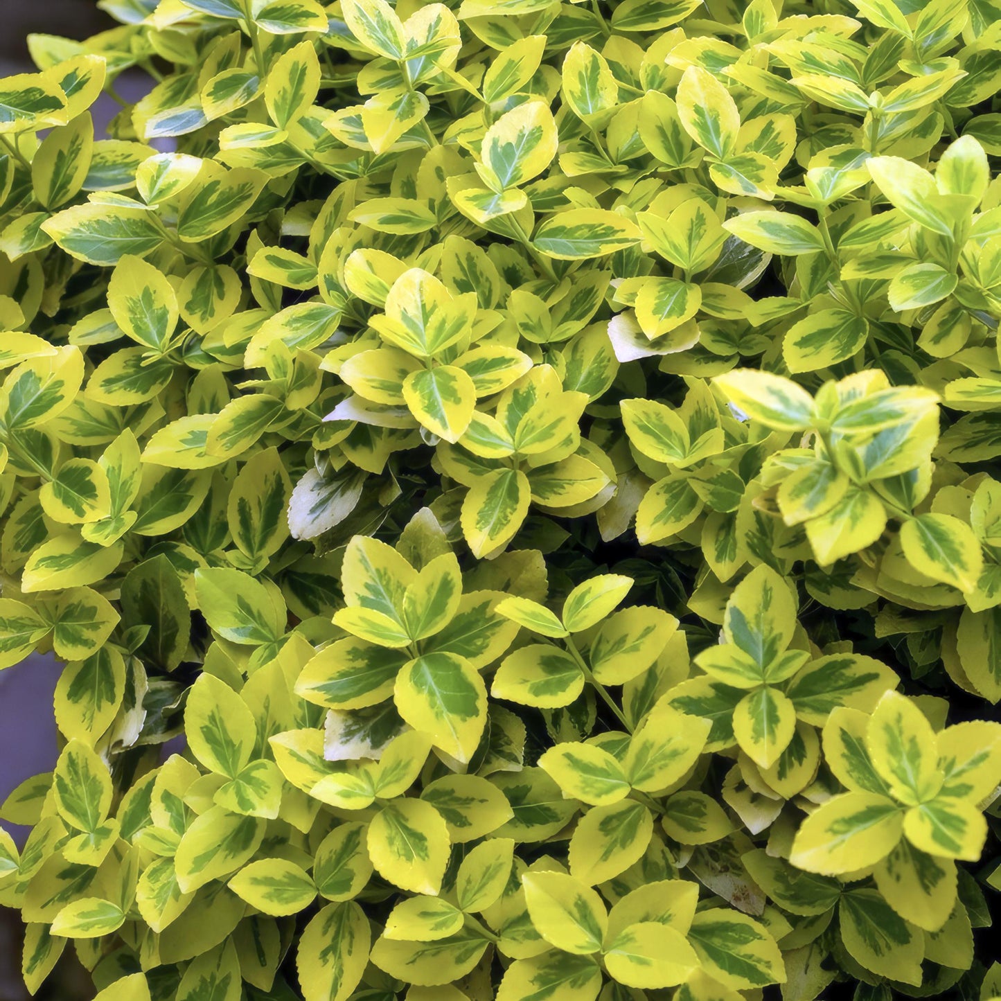 Euonymus fortunei 'Gold - Spindelstrauch’ - ↕10 - 25cm - Ø9cm - Flora - Silva