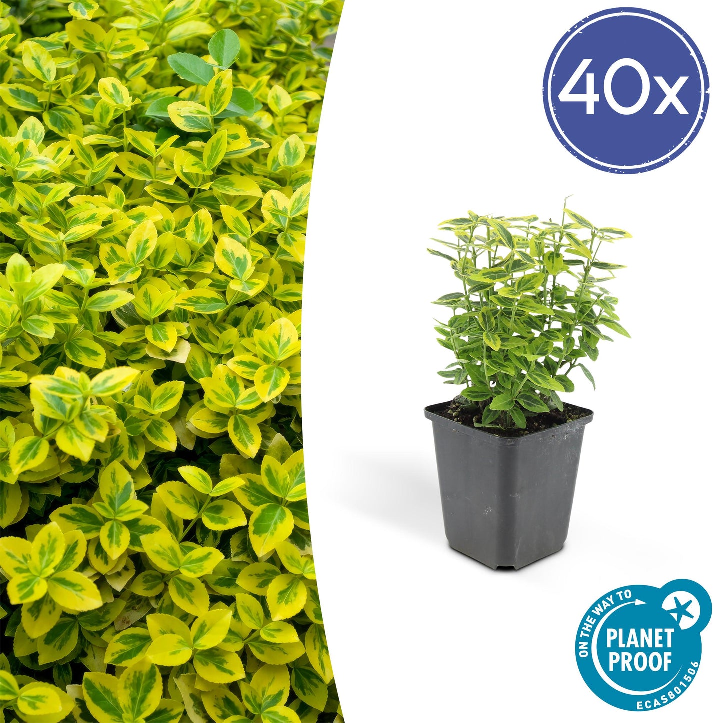 Euonymus fortunei 'Gold - Spindelstrauch’ - ↕10 - 25cm - Ø9cm - Flora - Silva