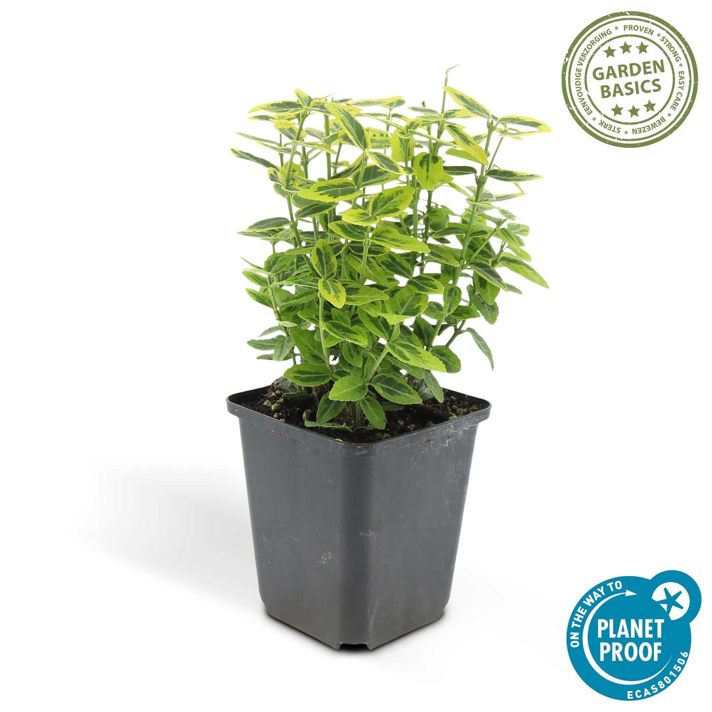 Euonymus fortunei 'Gold - Spindelstrauch’ - ↕10 - 25cm - Ø9cm - Flora - Silva