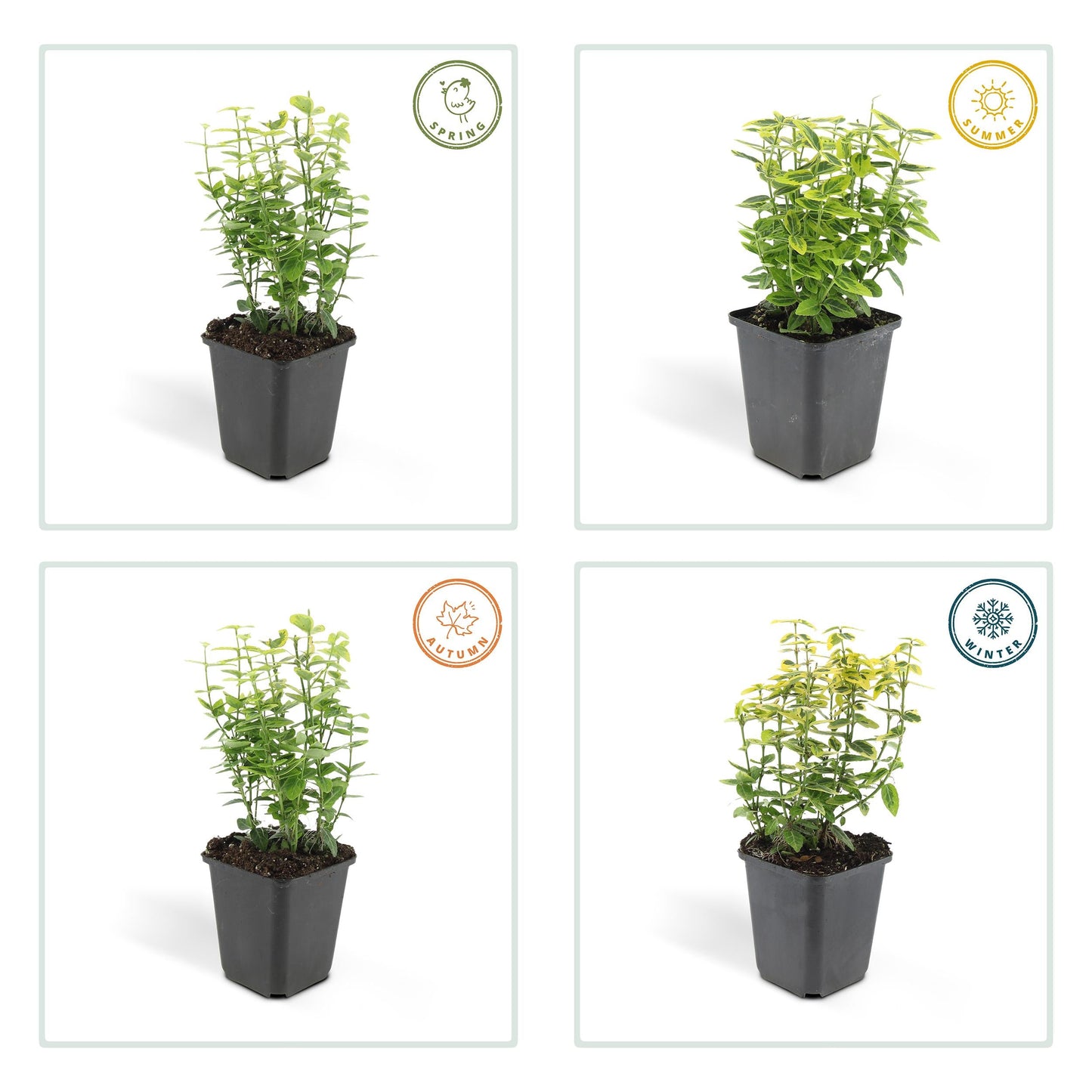 Euonymus fortunei 'Gold - Spindelstrauch’ - ↕10 - 25cm - Ø9cm - Flora - Silva