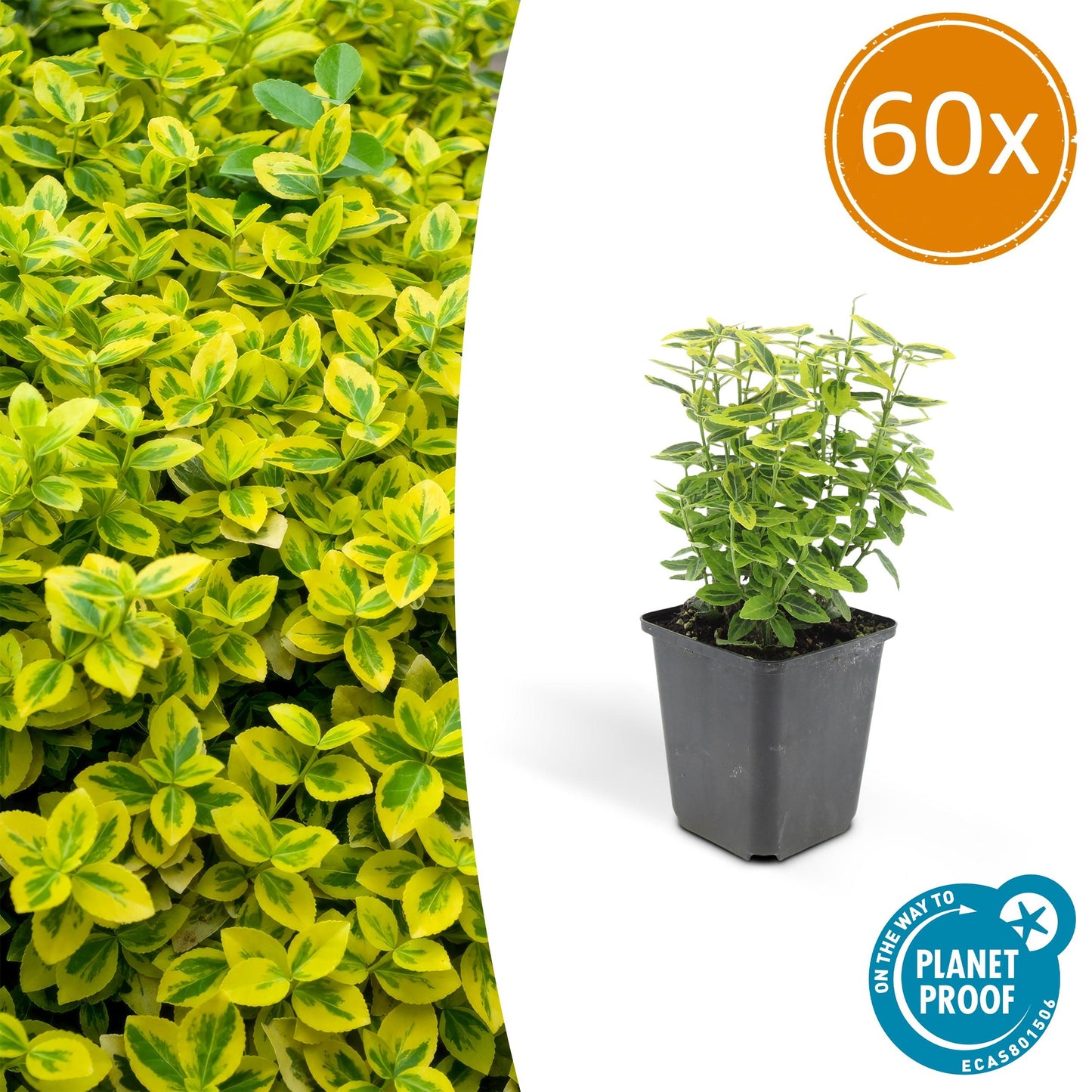 Euonymus fortunei 'Gold - Spindelstrauch’ - ↕10 - 25cm - Ø9cm - Flora - Silva
