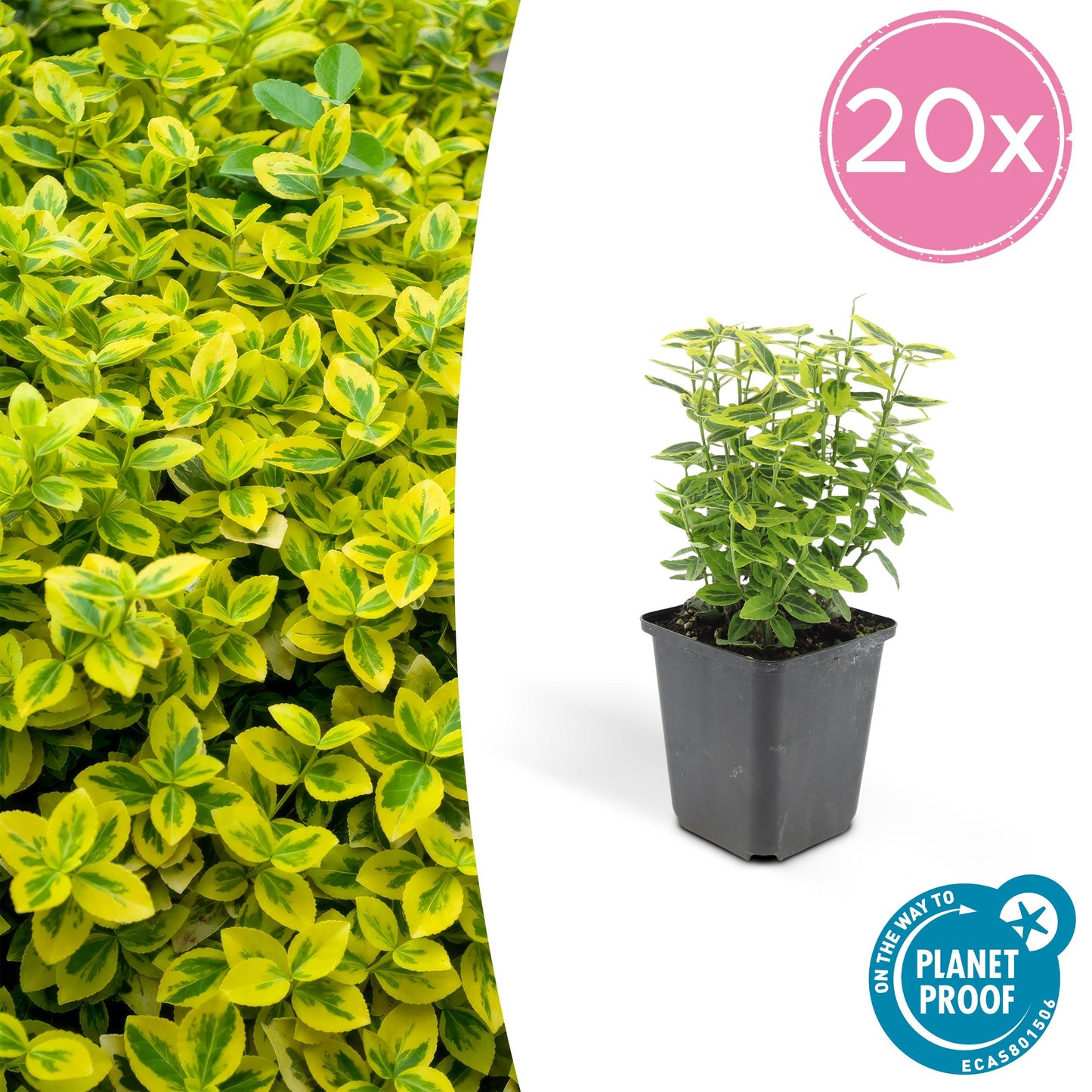 Euonymus fortunei 'Gold - Spindelstrauch’ - ↕10 - 25cm - Ø9cm - Flora - Silva