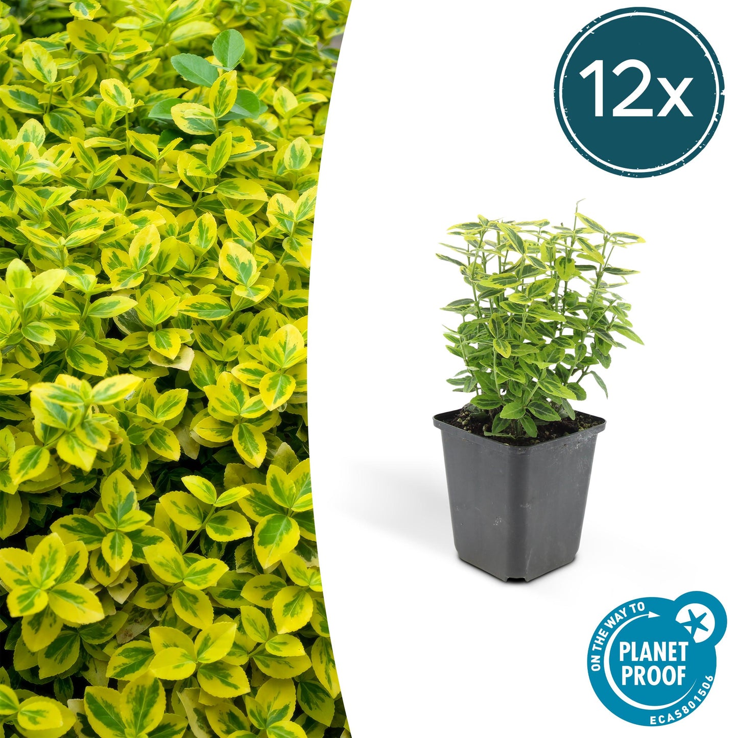 Euonymus fortunei 'Gold - Spindelstrauch’ - ↕10 - 25cm - Ø9cm - Flora - Silva