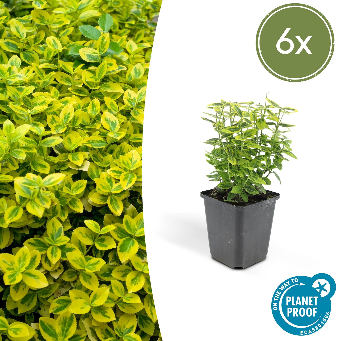 Euonymus fortunei 'Gold - Spindelstrauch’ - ↕10 - 25cm - Ø9cm - Flora - Silva