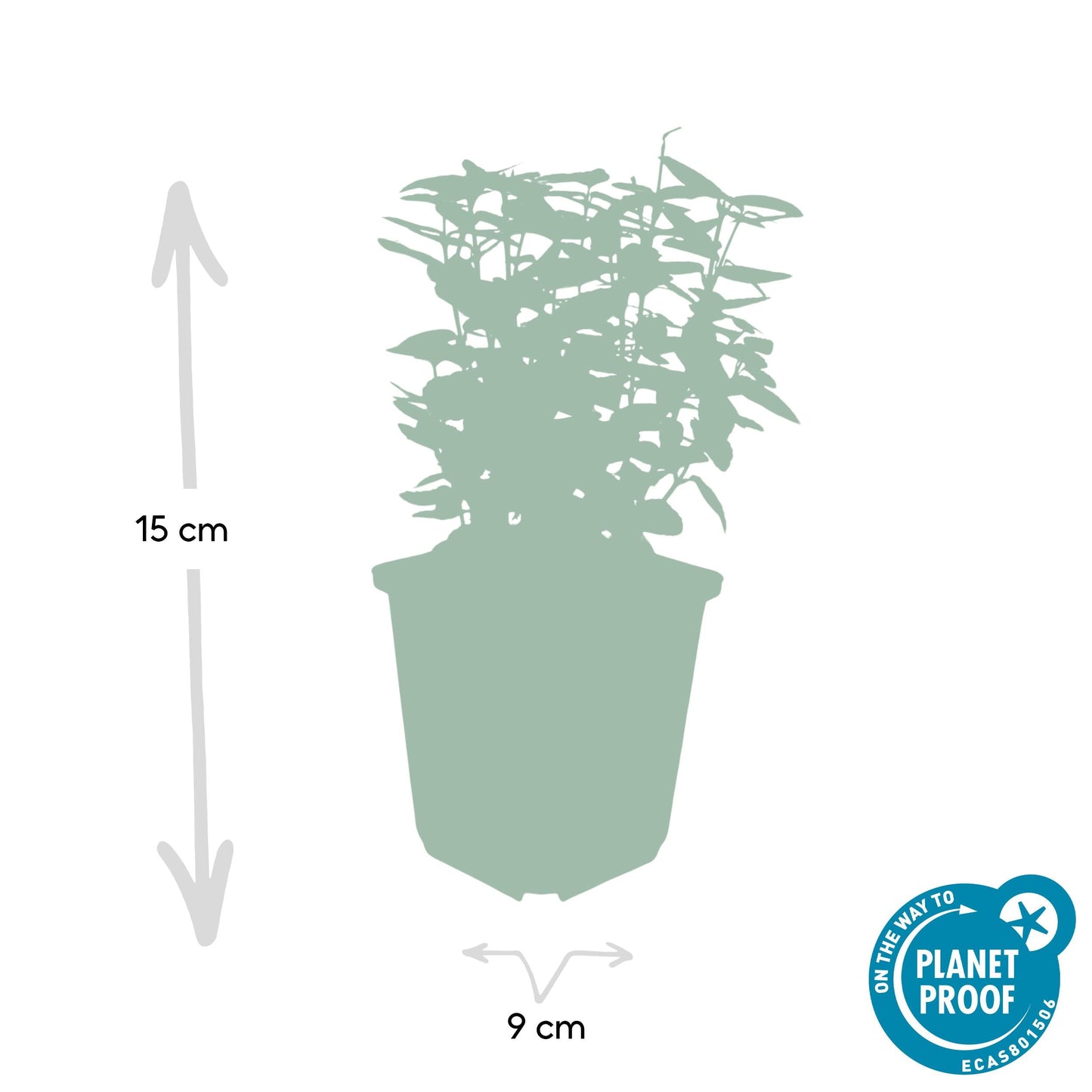 Euonymus fortunei 'Gold - Spindelstrauch’ - ↕10 - 25cm - Ø9cm - Flora - Silva
