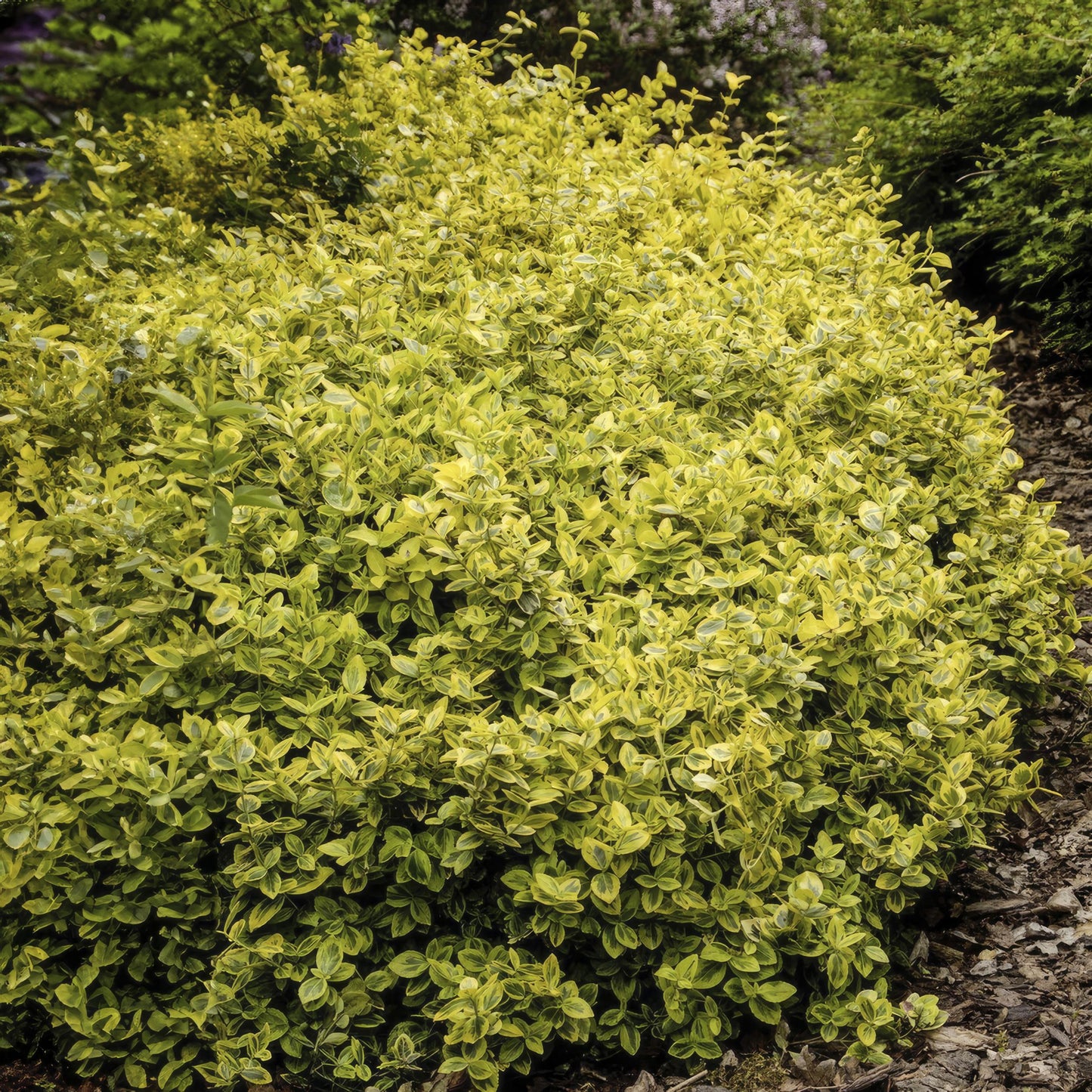 Euonymus fortunei 'Gold - Spindelstrauch’ - ↕10 - 25cm - Ø9cm - Flora - Silva