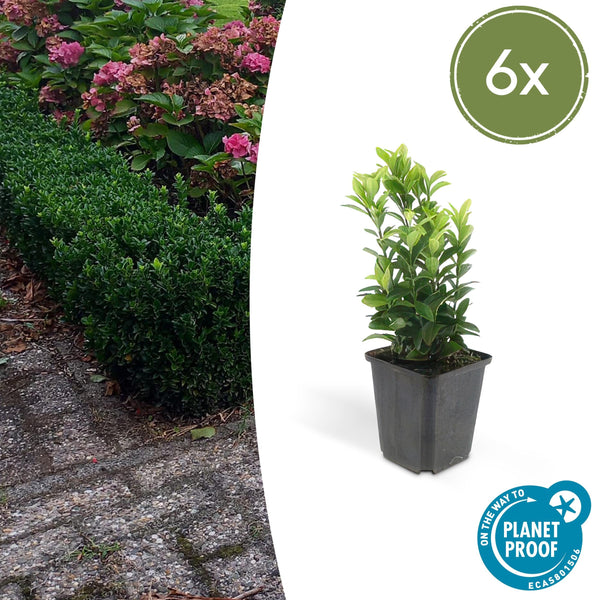 Euonymus japonicus ´Japanischer Spindelstrauch´ - ↕10 - 25cm - Ø9cm - Flora - Silva