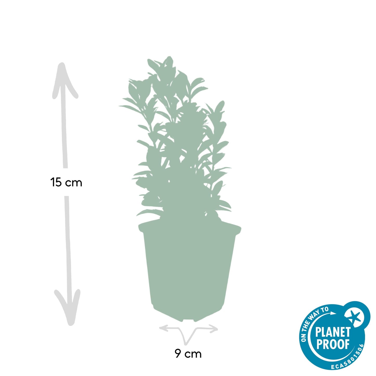 Euonymus japonicus ´Japanischer Spindelstrauch´ - ↕10 - 25cm - Ø9cm - Flora - Silva