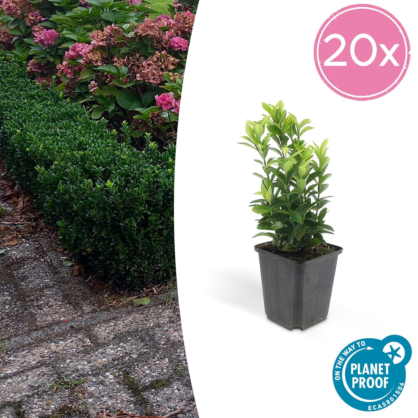 Euonymus japonicus ´Japanischer Spindelstrauch´ - ↕10 - 25cm - Ø9cm - Flora - Silva