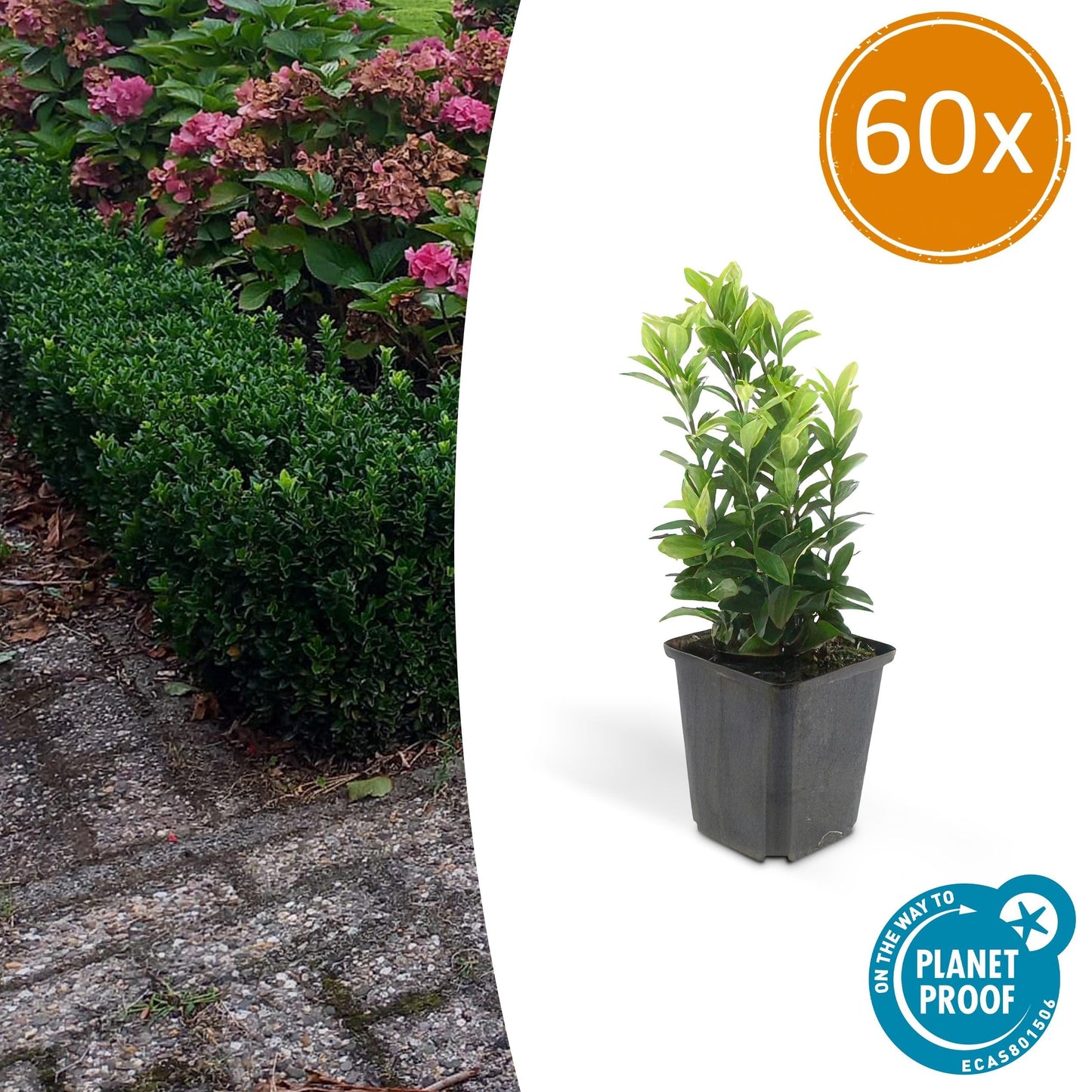 Euonymus japonicus ´Japanischer Spindelstrauch´ - ↕10 - 25cm - Ø9cm - Flora - Silva