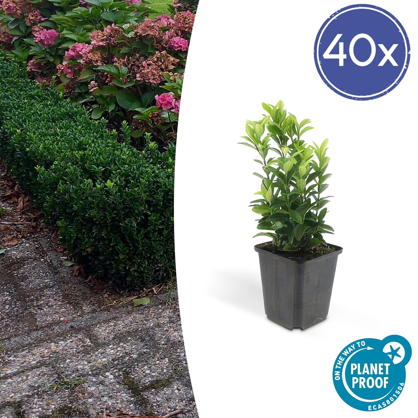 Euonymus japonicus ´Japanischer Spindelstrauch´ - ↕10 - 25cm - Ø9cm - Flora - Silva