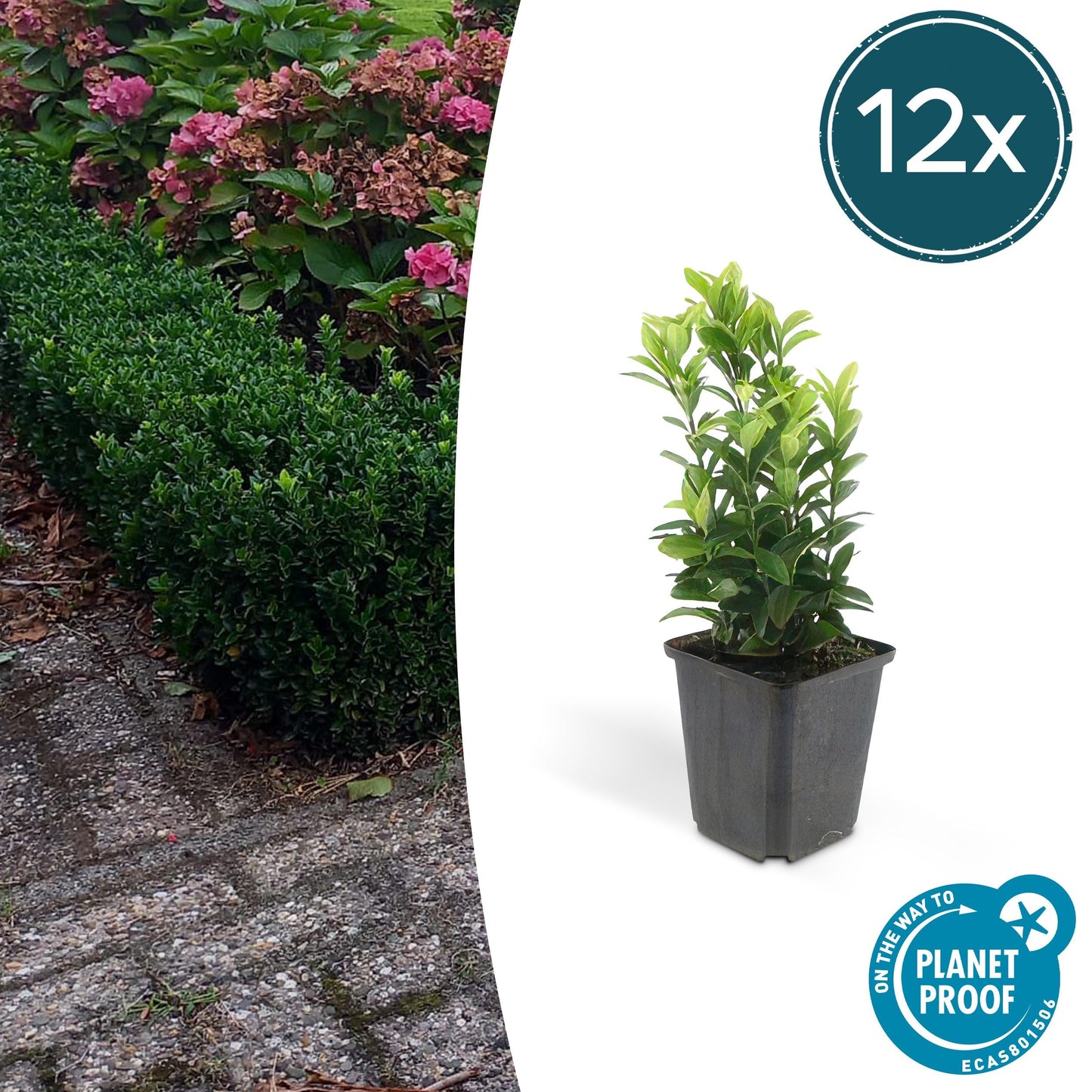 Euonymus japonicus ´Japanischer Spindelstrauch´ - ↕10 - 25cm - Ø9cm - Flora - Silva
