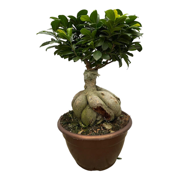 Ficus Microcarpa Ginseng (Bonsai - Baum) – 50 cm hoch - Flora - Silva