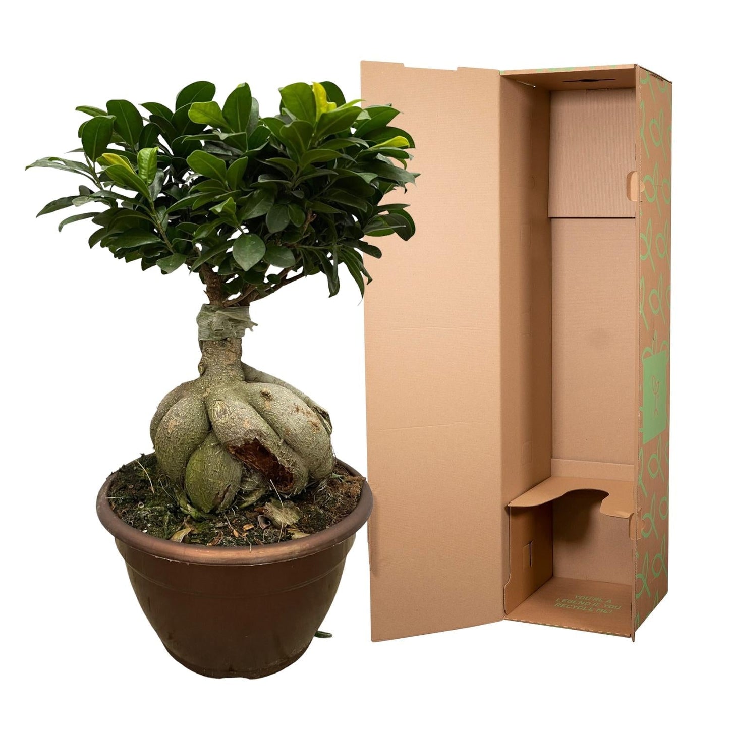 Ficus Microcarpa Ginseng (Bonsai - Baum) – 50 cm hoch - Flora - Silva