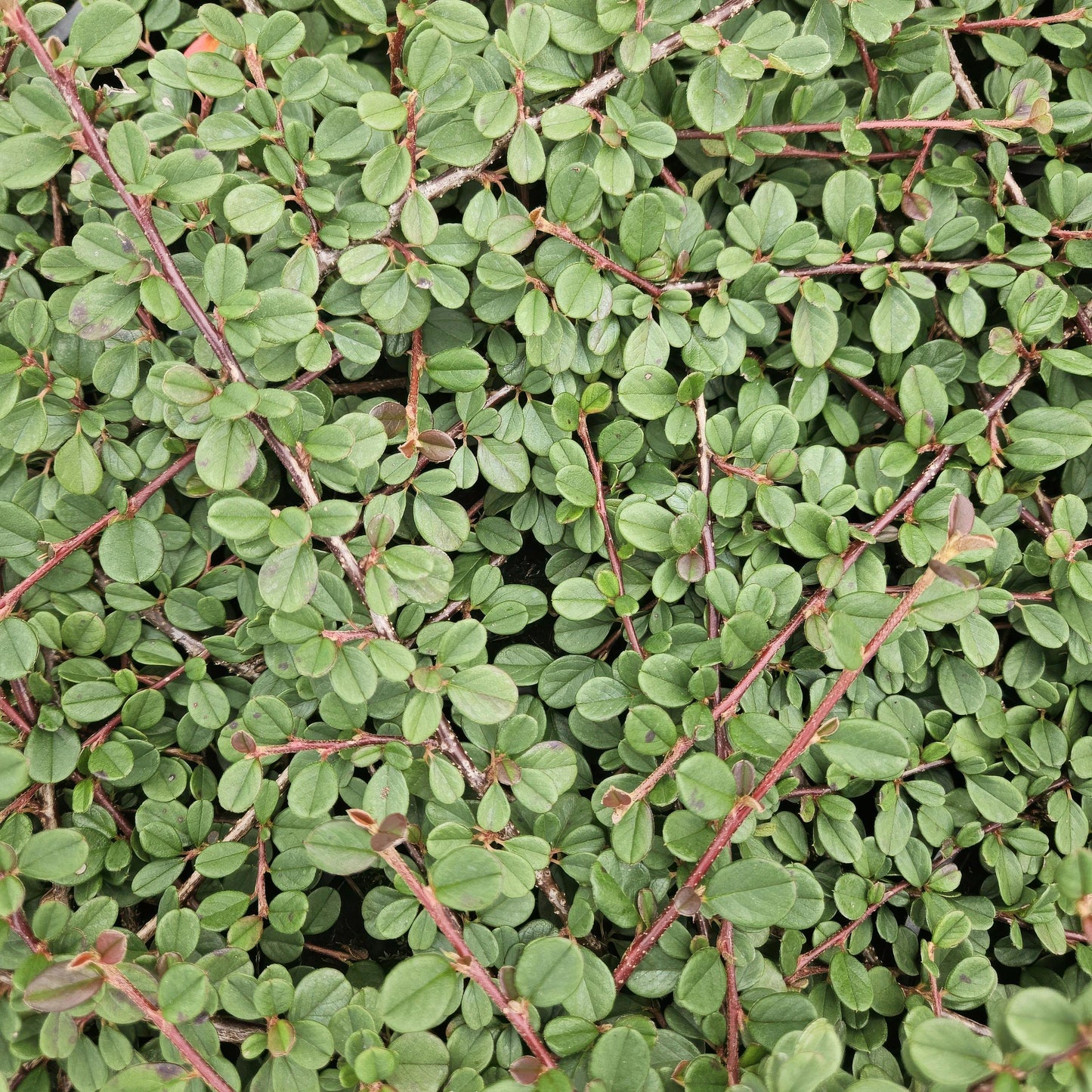 Cotoneaster procumbens 'Teppich - Zwergmispel' - ↕10 - 25cm - Ø9cm - Flora - Silva