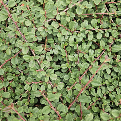 Cotoneaster procumbens 'Teppich - Zwergmispel' - ↕10 - 25cm - Ø9cm - Flora - Silva