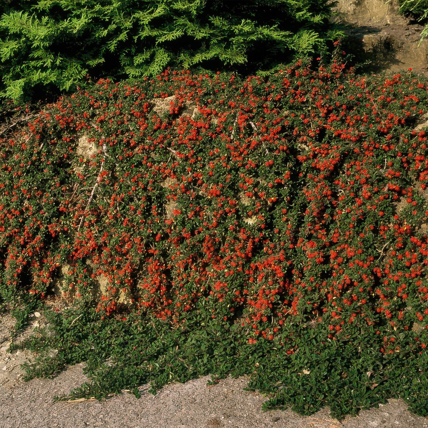 Cotoneaster procumbens 'Teppich - Zwergmispel' - ↕10 - 25cm - Ø9cm - Flora - Silva