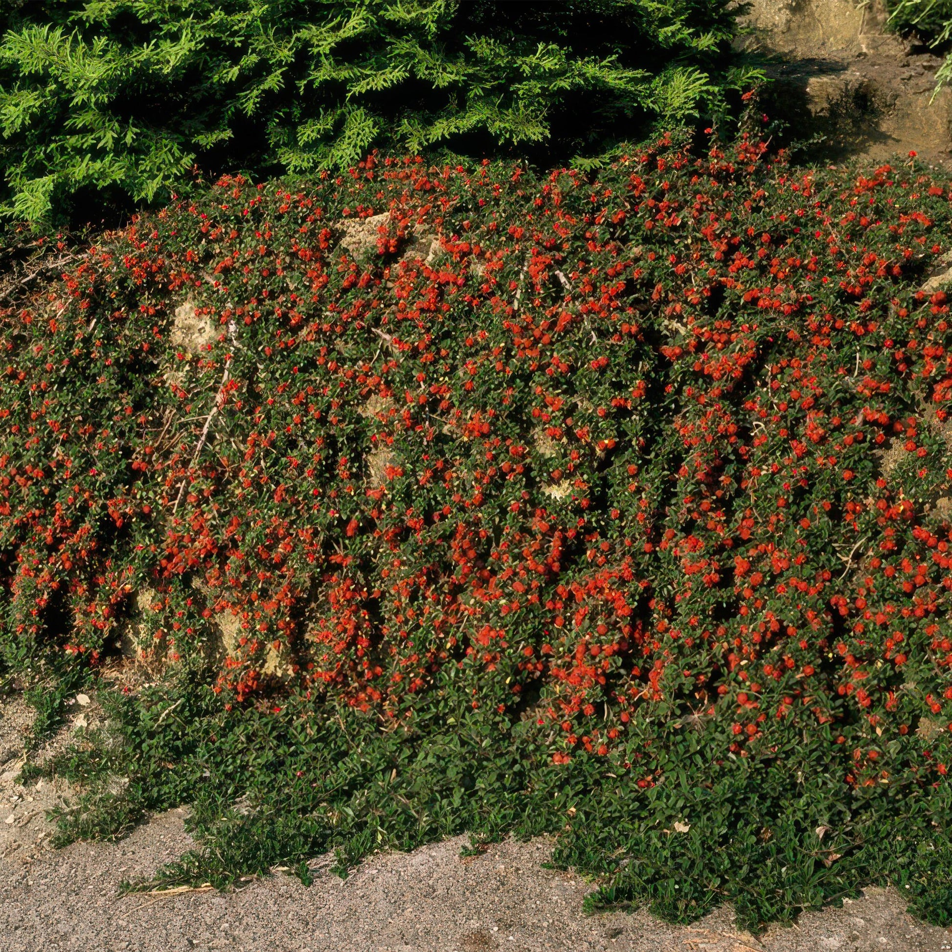 Cotoneaster procumbens 'Teppich - Zwergmispel' - ↕10 - 25cm - Ø9cm - Flora - Silva