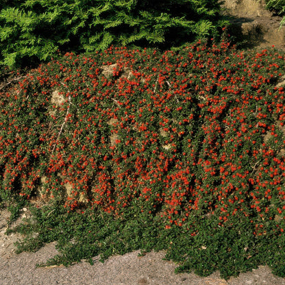 Cotoneaster procumbens 'Teppich - Zwergmispel' - ↕10 - 25cm - Ø9cm - Flora - Silva