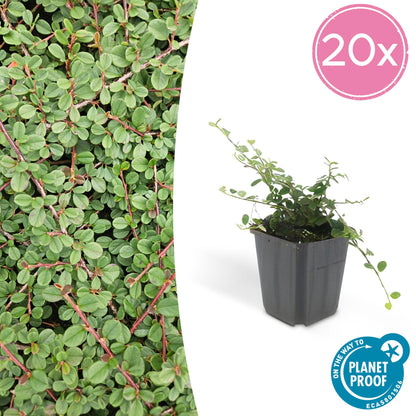 Cotoneaster procumbens 'Teppich - Zwergmispel' - ↕10 - 25cm - Ø9cm - Flora - Silva