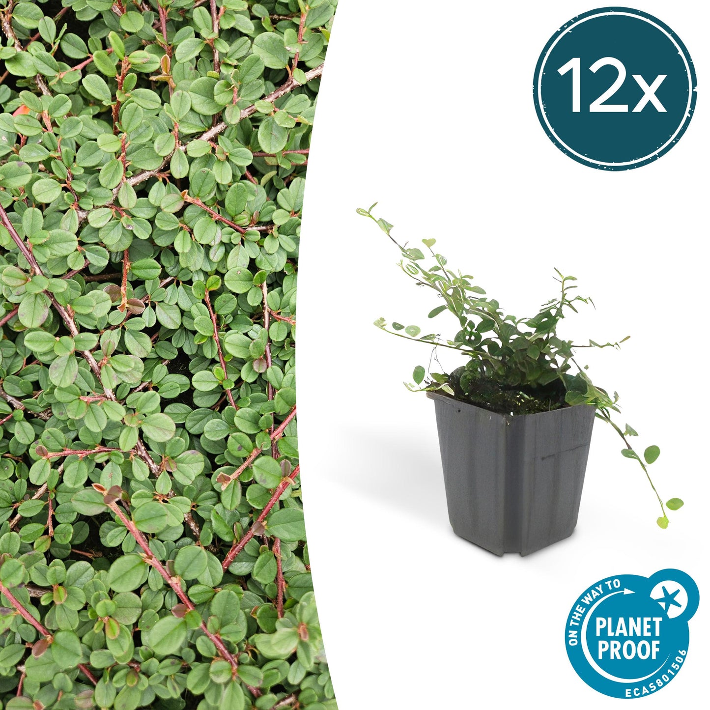 Cotoneaster procumbens 'Teppich - Zwergmispel' - ↕10 - 25cm - Ø9cm - Flora - Silva