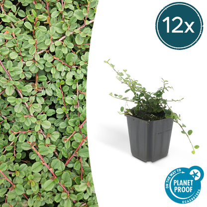 Cotoneaster procumbens 'Teppich - Zwergmispel' - ↕10 - 25cm - Ø9cm - Flora - Silva