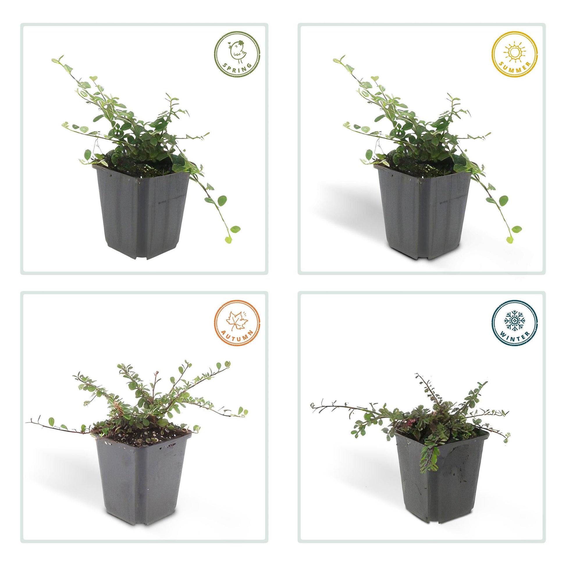 Cotoneaster procumbens 'Teppich - Zwergmispel' - ↕10 - 25cm - Ø9cm - Flora - Silva