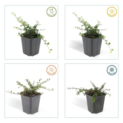 Cotoneaster procumbens 'Teppich - Zwergmispel' - ↕10 - 25cm - Ø9cm - Flora - Silva
