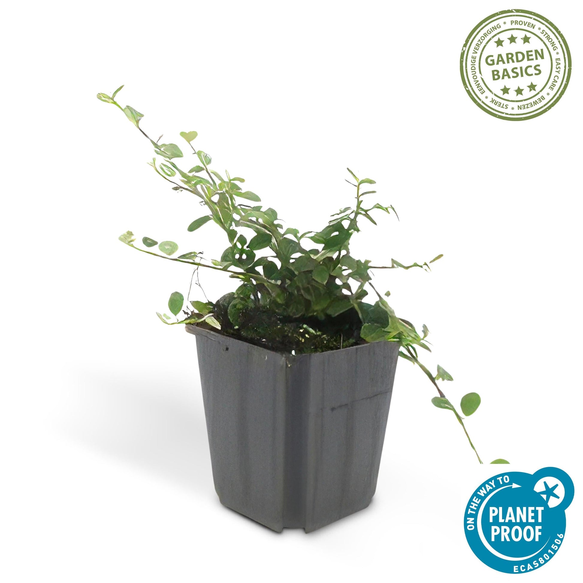 Cotoneaster procumbens 'Teppich - Zwergmispel' - ↕10 - 25cm - Ø9cm - Flora - Silva