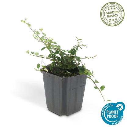 Cotoneaster procumbens 'Teppich - Zwergmispel' - ↕10 - 25cm - Ø9cm - Flora - Silva