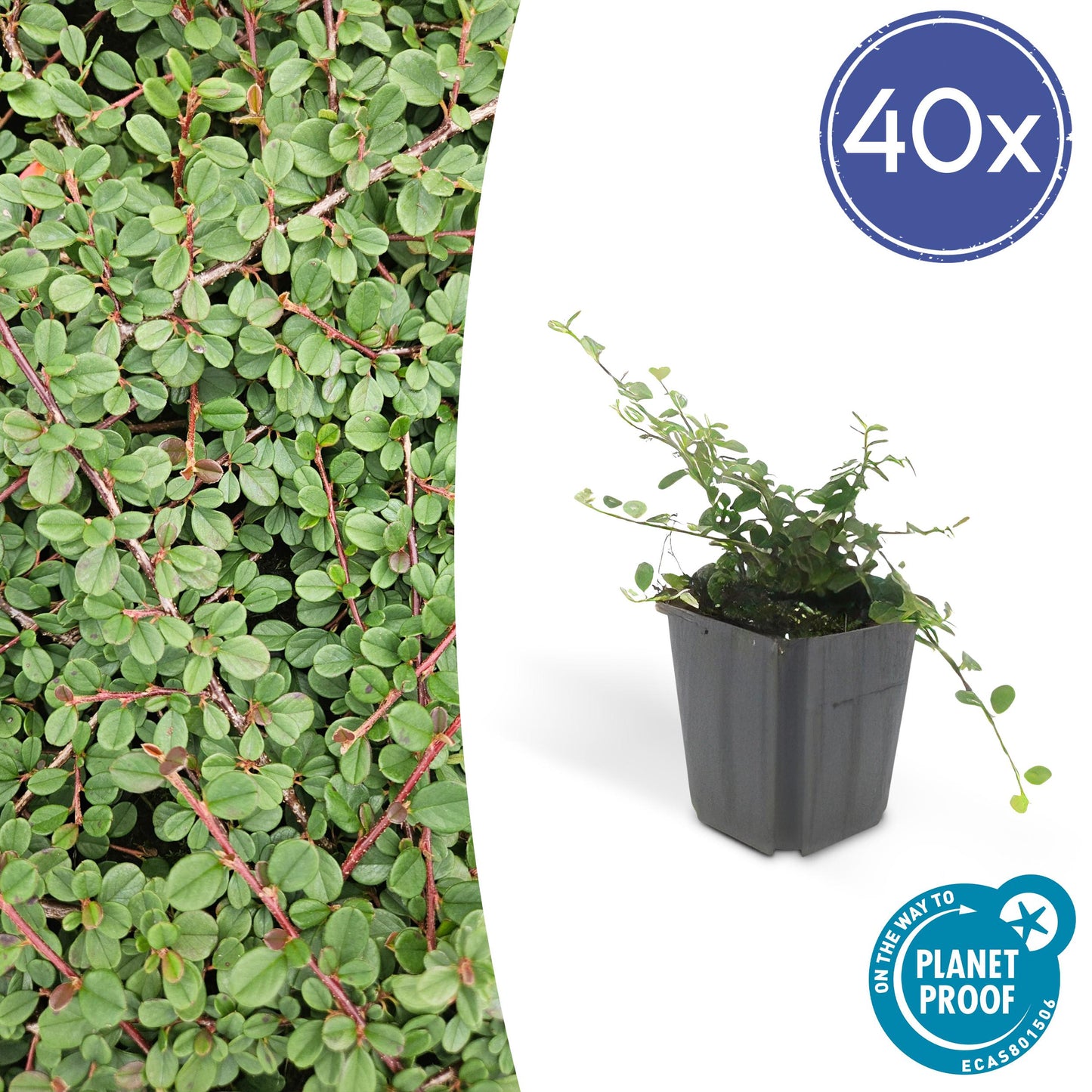 Cotoneaster procumbens 'Teppich - Zwergmispel' - ↕10 - 25cm - Ø9cm - Flora - Silva