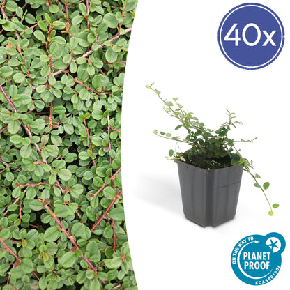 Cotoneaster procumbens 'Teppich - Zwergmispel' - ↕10 - 25cm - Ø9cm - Flora - Silva