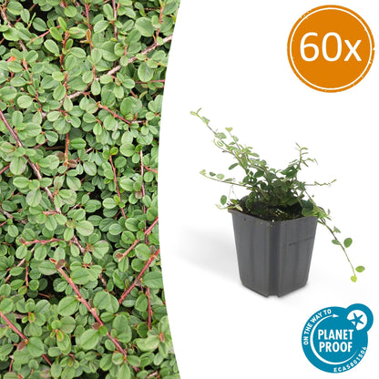 Cotoneaster procumbens 'Teppich - Zwergmispel' - ↕10 - 25cm - Ø9cm - Flora - Silva