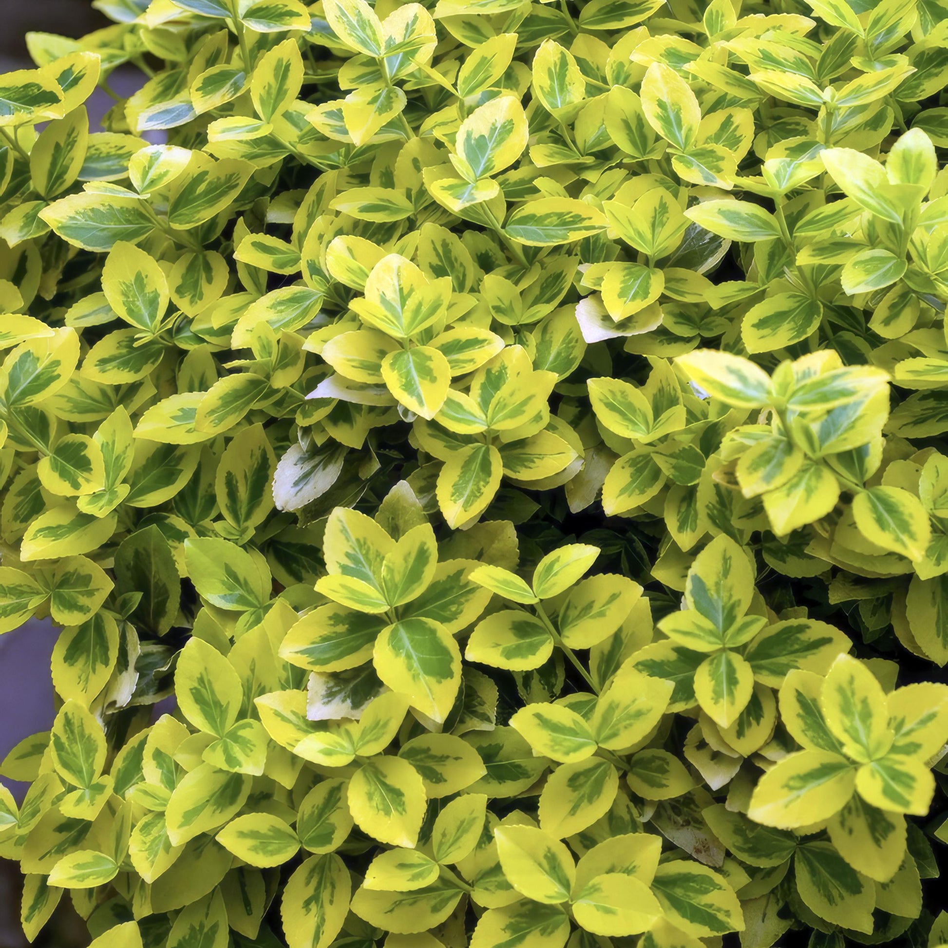 Euonymus fortunei 'Gold - Spindelstrauch’ - ↕10 - 25cm - Ø9cm - Flora - Silva