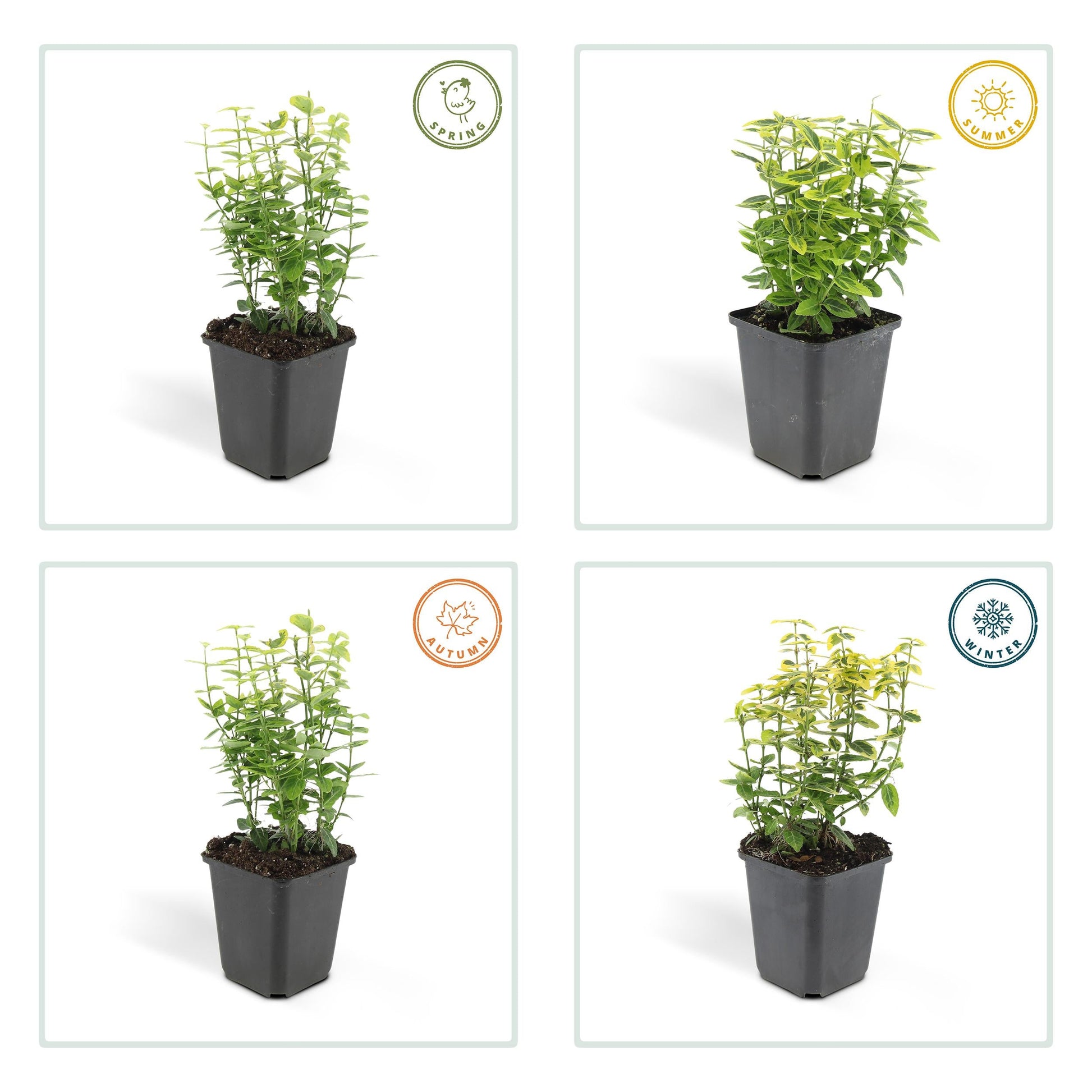 Euonymus fortunei 'Gold - Spindelstrauch’ - ↕10 - 25cm - Ø9cm - Flora - Silva