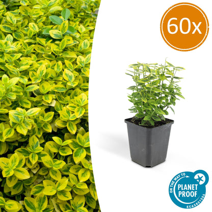 Euonymus fortunei 'Gold - Spindelstrauch’ - ↕10 - 25cm - Ø9cm - Flora - Silva
