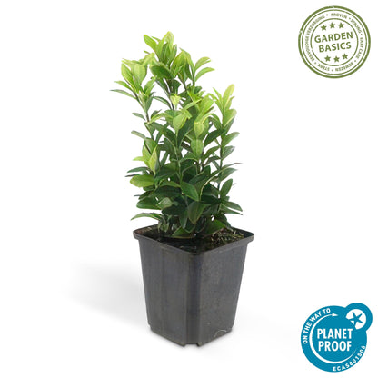 Euonymus japonicus ´Japanischer Spindelstrauch´ - ↕10 - 25cm - Ø9cm - Flora - Silva