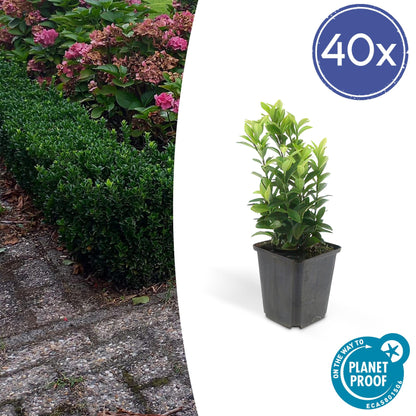 Euonymus japonicus ´Japanischer Spindelstrauch´ - ↕10 - 25cm - Ø9cm - Flora - Silva
