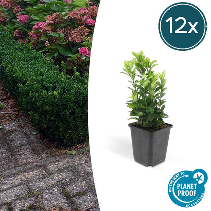 Euonymus japonicus ´Japanischer Spindelstrauch´ - ↕10 - 25cm - Ø9cm - Flora - Silva