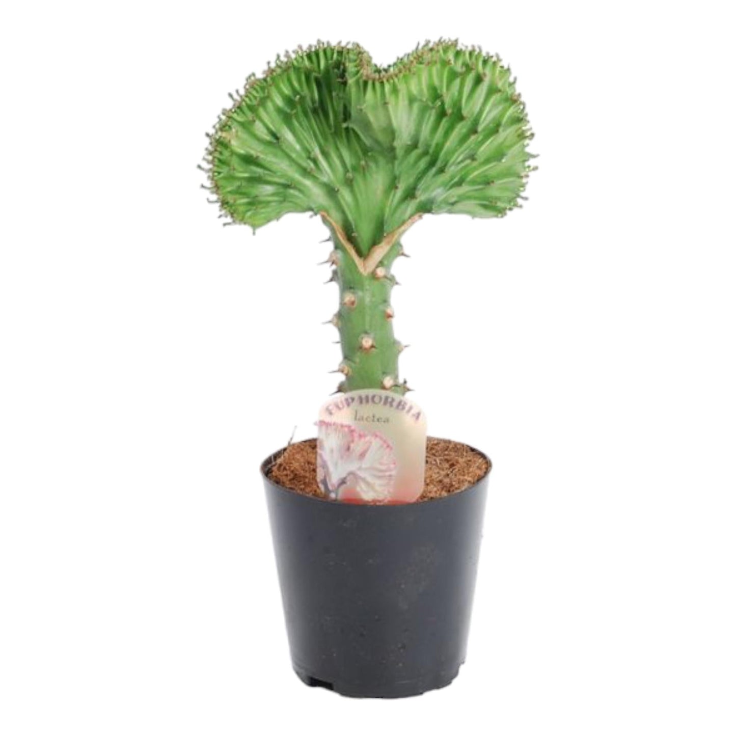 Euphorbia Lactea Cristata – 30 cm hoch - Flora - Silva