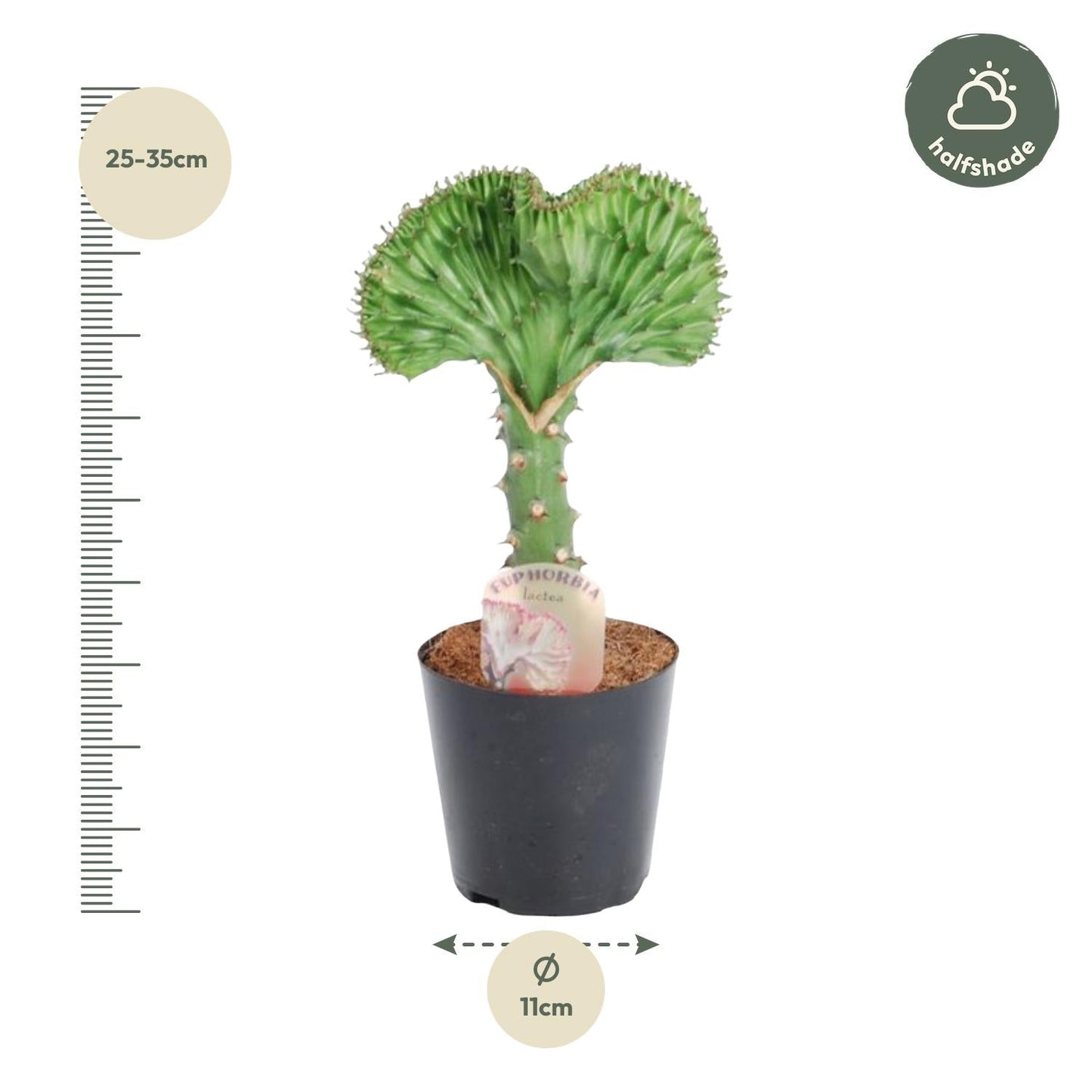 Euphorbia Lactea Cristata – 30 cm hoch - Flora - Silva