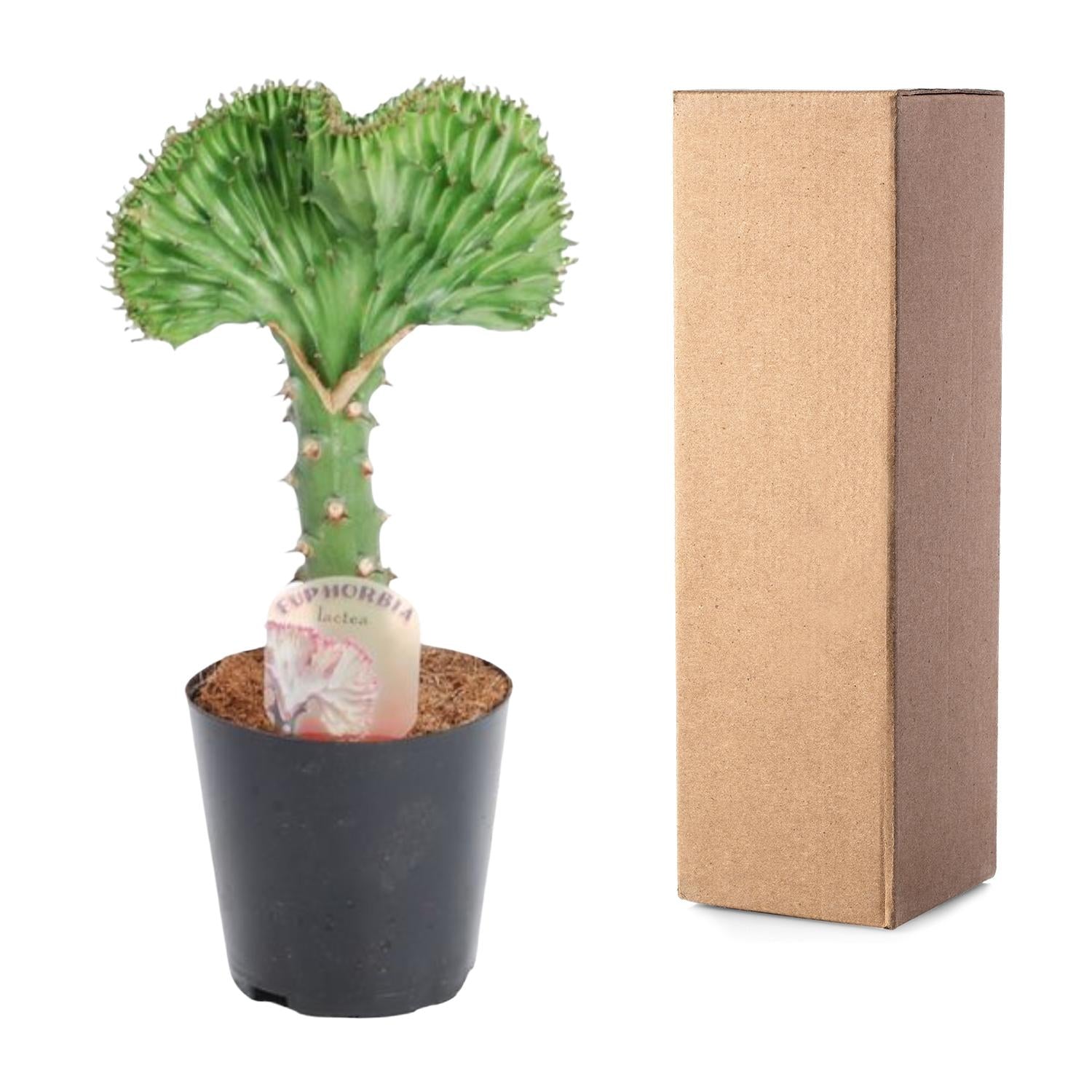 Euphorbia Lactea Cristata – 30 cm hoch - Flora - Silva