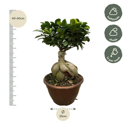 Ficus Microcarpa Ginseng (Bonsai - Baum) – 50 cm hoch - Flora - Silva