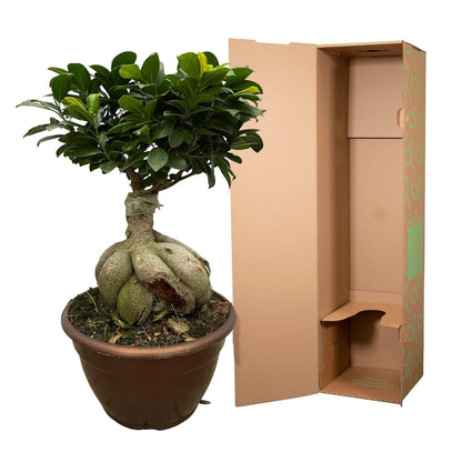 Ficus Microcarpa Ginseng (Bonsai - Baum) – 50 cm hoch - Flora - Silva