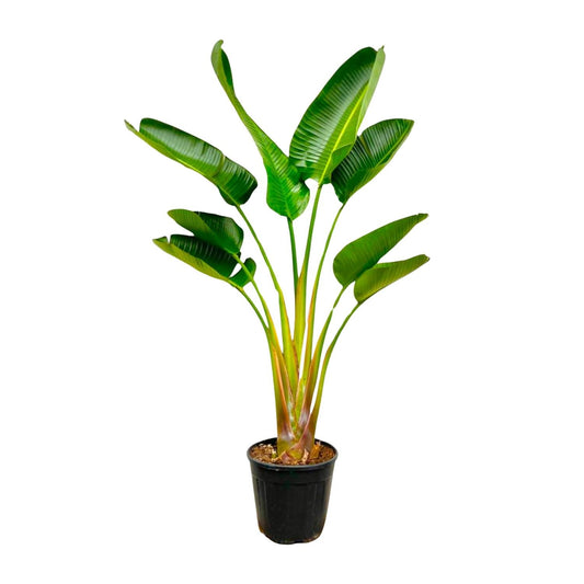 Strelitzia Augusta (White Bird of Paradise) - Flora - Silva